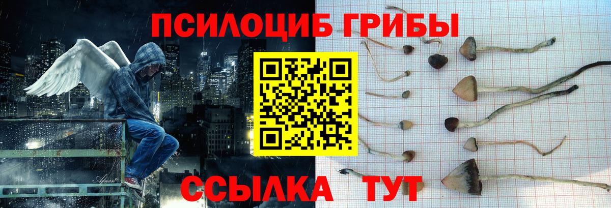 Галлюциногенные грибы Psilocybe Красноуфимск